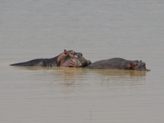 02 Duo D Hippopotames